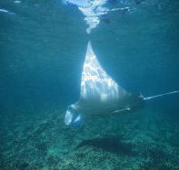 Manta Ray Bay Dive Site - Accommodation VIC