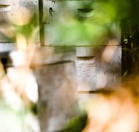 Bees on Keswick Island - Accommodation VIC