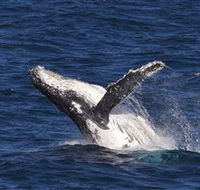 Whale Watching on Keswick Island - Accommodation VIC