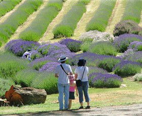 Yuulong Lavender Estate - Accommodation VIC 1