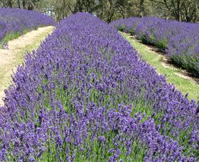 Yuulong Lavender Estate - Accommodation VIC 0