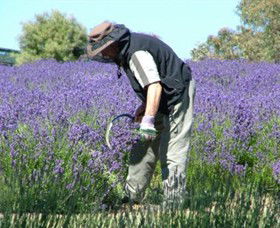 Yuulong Lavender Estate - Accommodation VIC 2