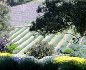Yuulong Lavender Estate - Accommodation VIC 7