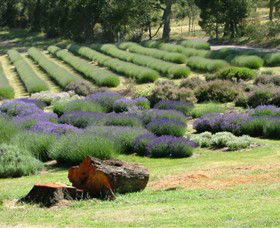 Yuulong Lavender Estate - Accommodation VIC 8