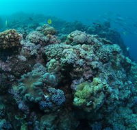 Manta Ray Drop Off Dive Site - Accommodation VIC