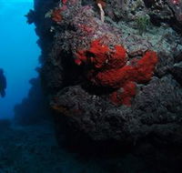 Stepping Stones Dive Site - Accommodation VIC