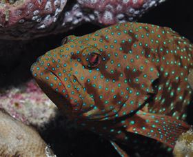 Challenger Bay Dive Site - Accommodation VIC 3