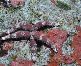 Challenger Bay Dive Site - Accommodation VIC 2
