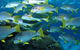 Challenger Bay Dive Site - thumb 0