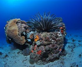 Challenger Bay Dive Site - Accommodation VIC 1