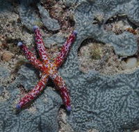 Clam Gardens Dive Site - Accommodation VIC