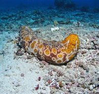 Two Towers Dive Site - Accommodation VIC