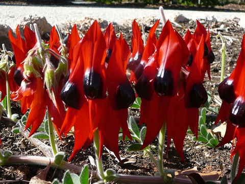Australian Inland Botanic Gardens - Accommodation VIC 1