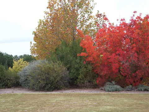 Australian Inland Botanic Gardens - Accommodation VIC 2