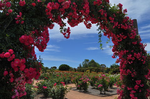 Australian Inland Botanic Gardens - Accommodation VIC 3