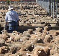 Livestock Marketing Centre - Accommodation VIC