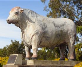 Rockhampton Bull Statues - Accommodation VIC 1