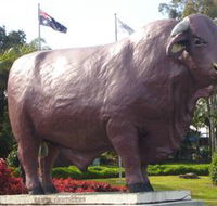 Rockhampton Bull Statues - Accommodation VIC