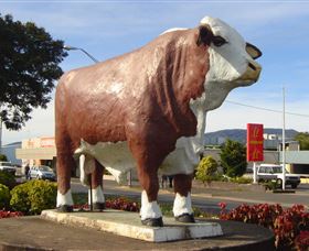 Rockhampton Bull Statues - Accommodation VIC 2