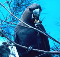 Mount Archer National Park - Accommodation VIC