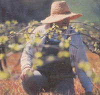 Canobolas Smith Winery - Accommodation VIC
