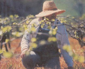 Canobolas Smith Winery - Accommodation VIC 0