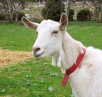 Dunkell Goats - Accommodation VIC