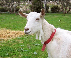 Dunkell Goats - Accommodation VIC 0