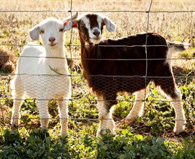 Dunkell Goats - Accommodation VIC 3