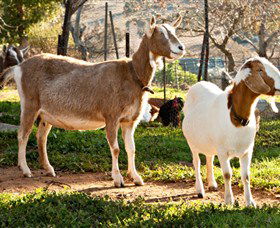 Dunkell Goats - Accommodation VIC 1
