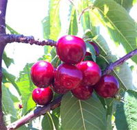 Ballinaclash Orchard and Cellar Door - Accommodation VIC