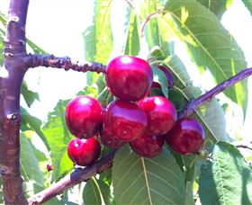 Ballinaclash Orchard And Cellar Door - Accommodation VIC 0