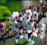 Sakura Avenue - Accommodation VIC