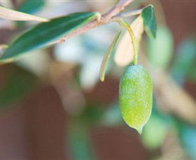 The Olive Shop - Milawa - Accommodation VIC 1