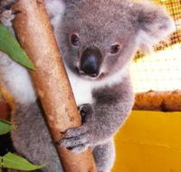 Cooberrie Park Wildlife Sanctuary - Accommodation VIC