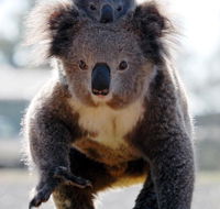 Koalas in Gunnedah - Accommodation VIC