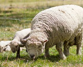 Short Sheep Micro-Winery - Accommodation VIC 6