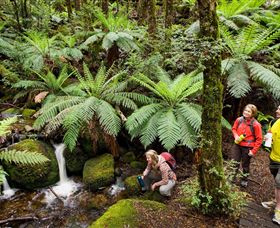 Baw Baw National Park - Accommodation VIC 0
