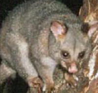 Moondarra State Park - Accommodation VIC