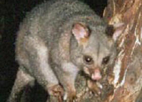 Moondarra State Park - Accommodation VIC 0