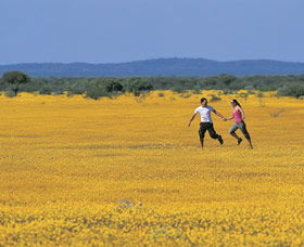 Wildflowers Of The Mid West - Accommodation VIC 0
