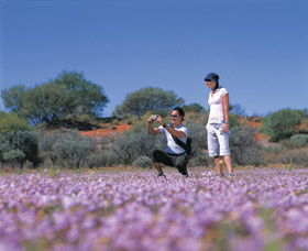 Wildflowers Of The Mid West - Accommodation VIC 1