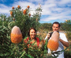 Wildflowers Of The Mid West - Accommodation VIC 3