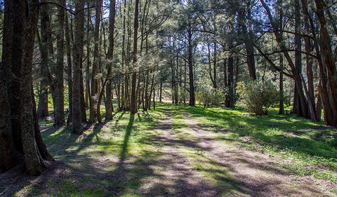 Wombeyan Waterfall Walking Track - Accommodation VIC 0