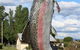 Big Trout - thumb 0