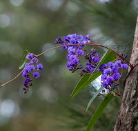 Mann River Nature Reserve - Accommodation VIC