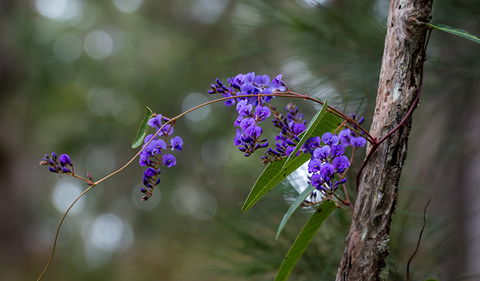Mann River Nature Reserve - Accommodation VIC 0