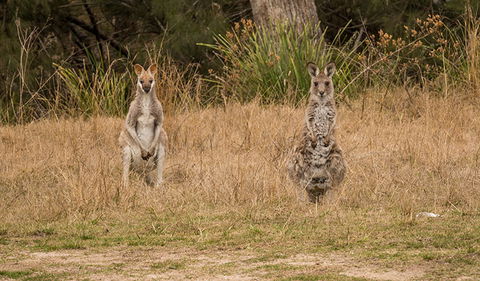 Mann River Nature Reserve - Accommodation VIC 1