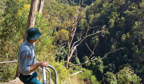 Lyrebird Falls Walking Track - Accommodation VIC 1