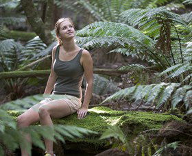 Barrington Tops National Park - Honeysuckle Forest Track - Accommodation VIC 0
